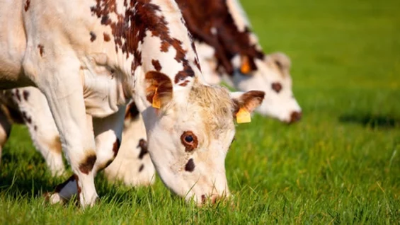 FIAV : 43 ans d’expertise au service de l’élevage normand